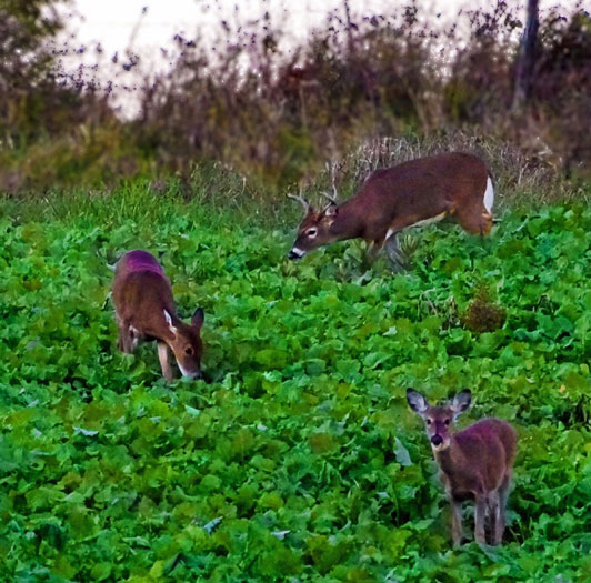 deer in maximum