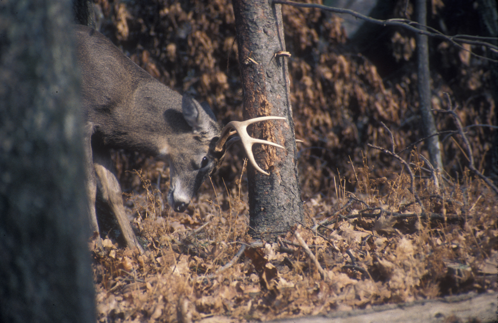 deer making rub