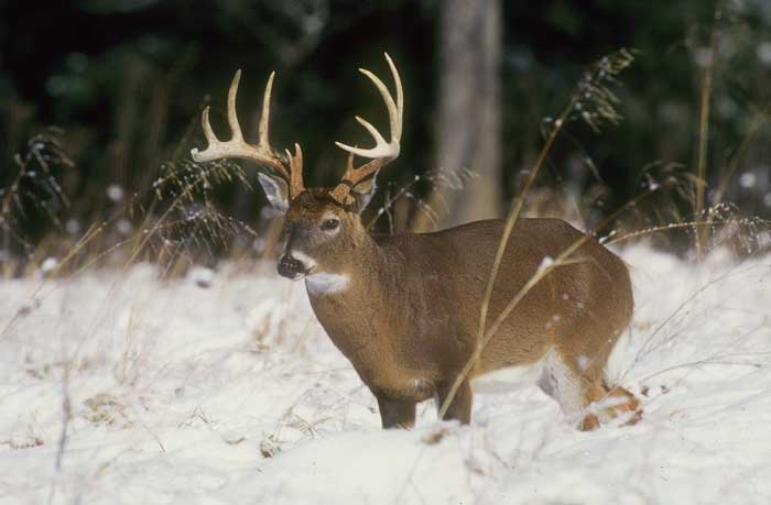 buck in snow