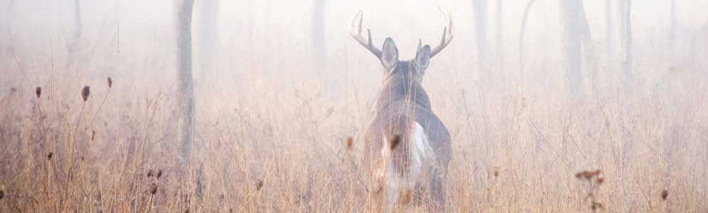 buck deer in fog