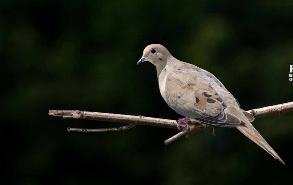 dove sitting on the roost