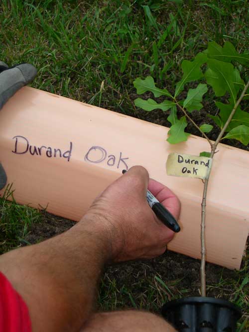 durand oak tree