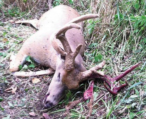 EHD buck