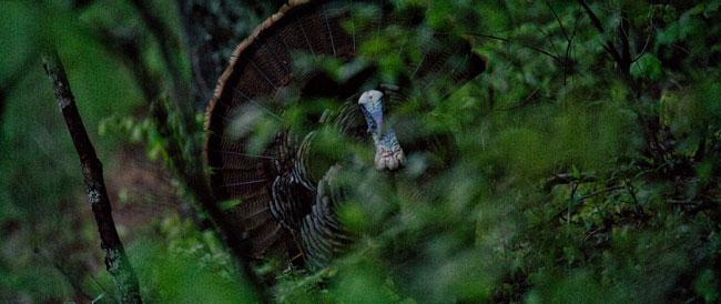 Eastern wild turkey