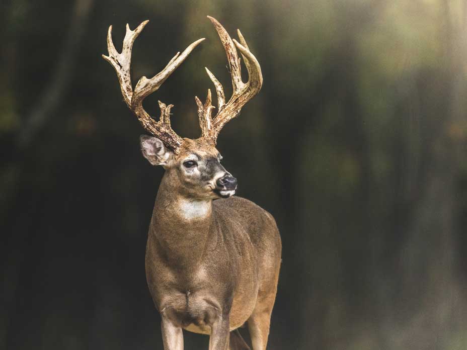 trophy whitetail buck