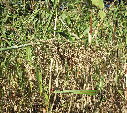 Egyptian wheat