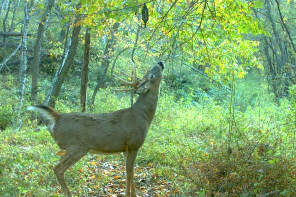 deer at scrape dripper