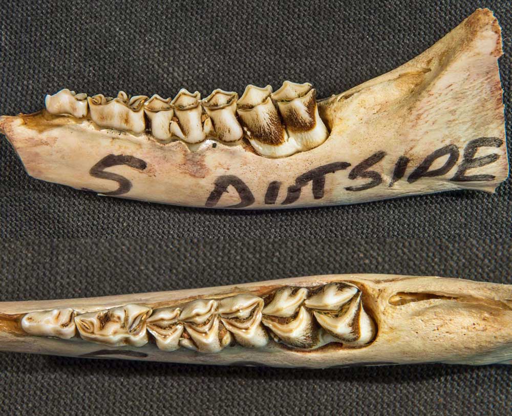 fawn and yearling jawbone analysis