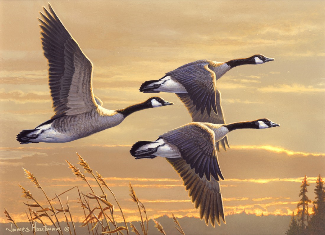canada geese fly