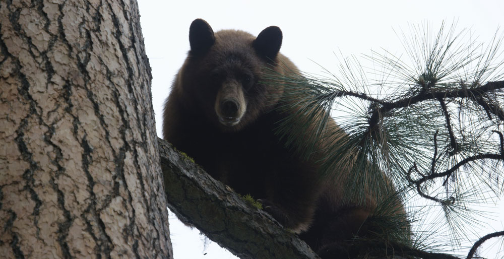 black bear in a tree