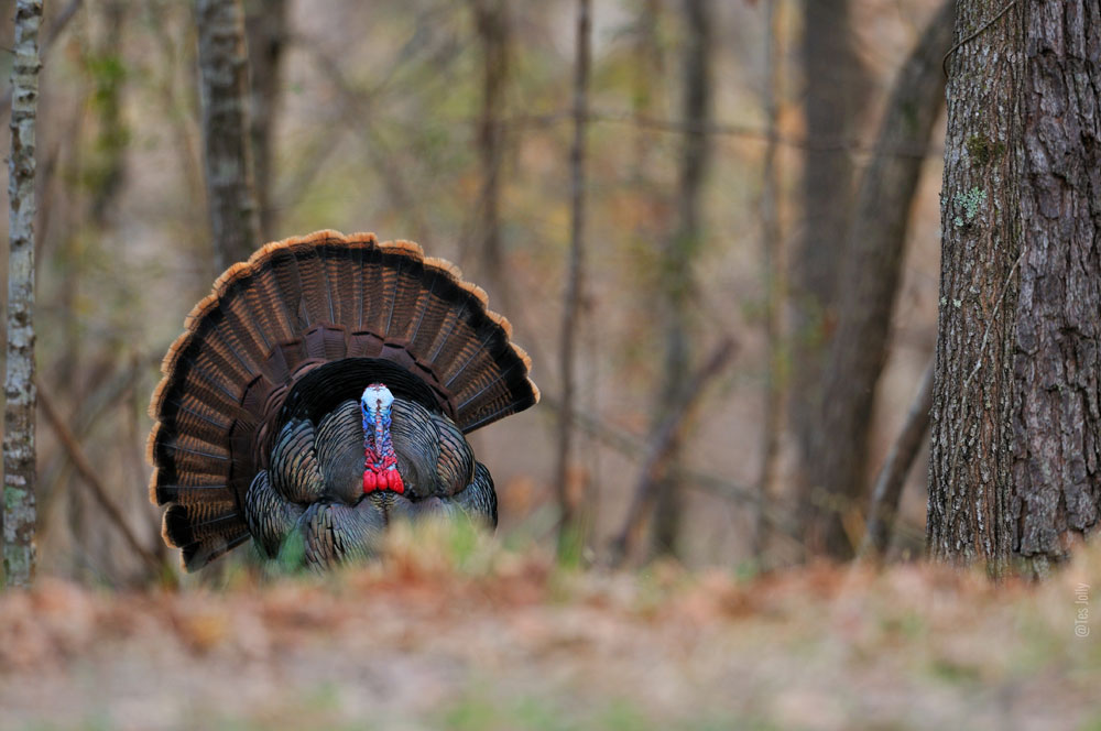 full strut turkey