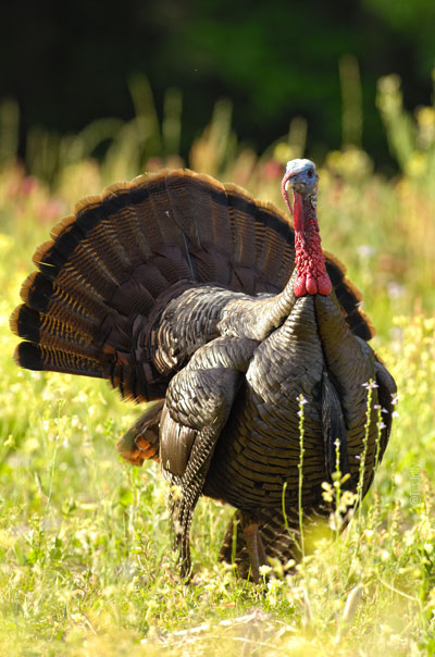 wild turkey