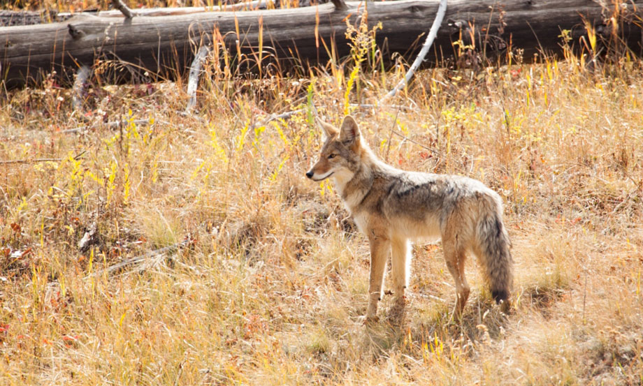 coyote control