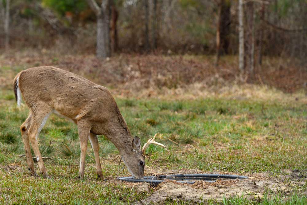 deer at man-made water source