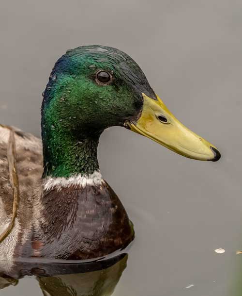 mallard greenhead