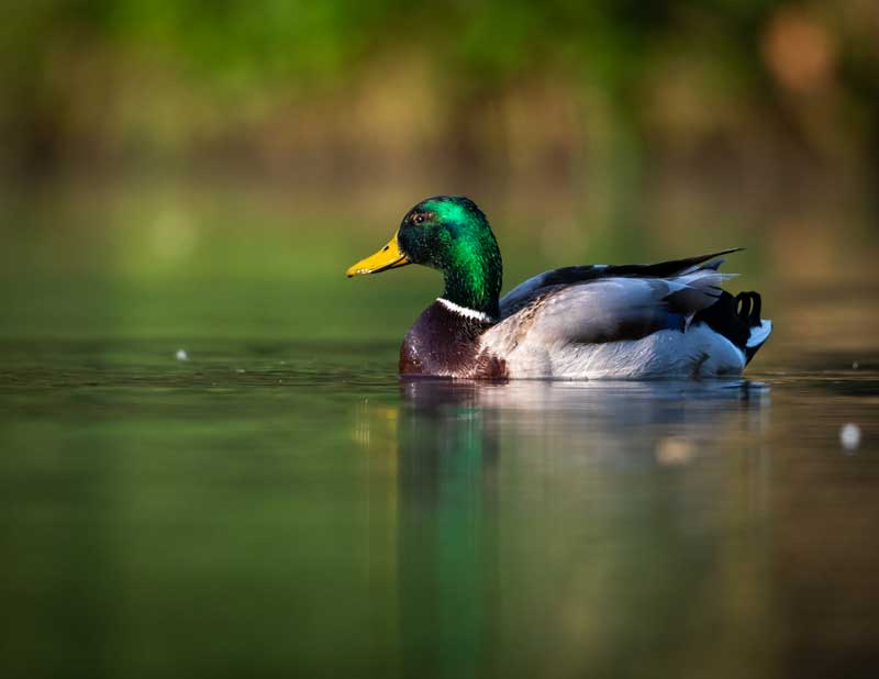 mallard on pond