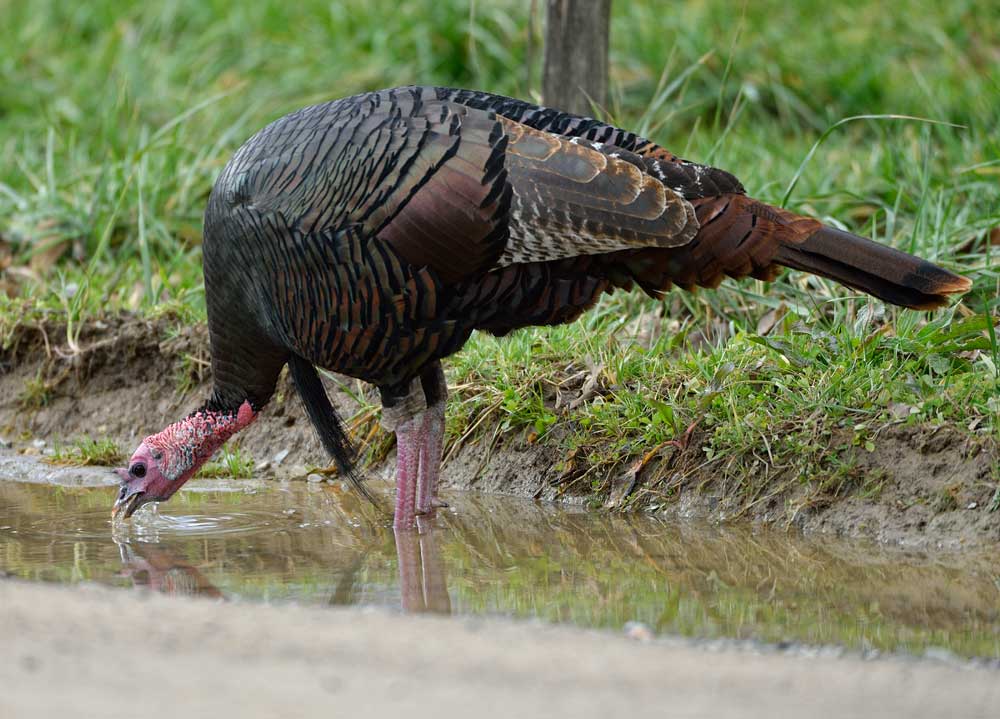 turkey at water source