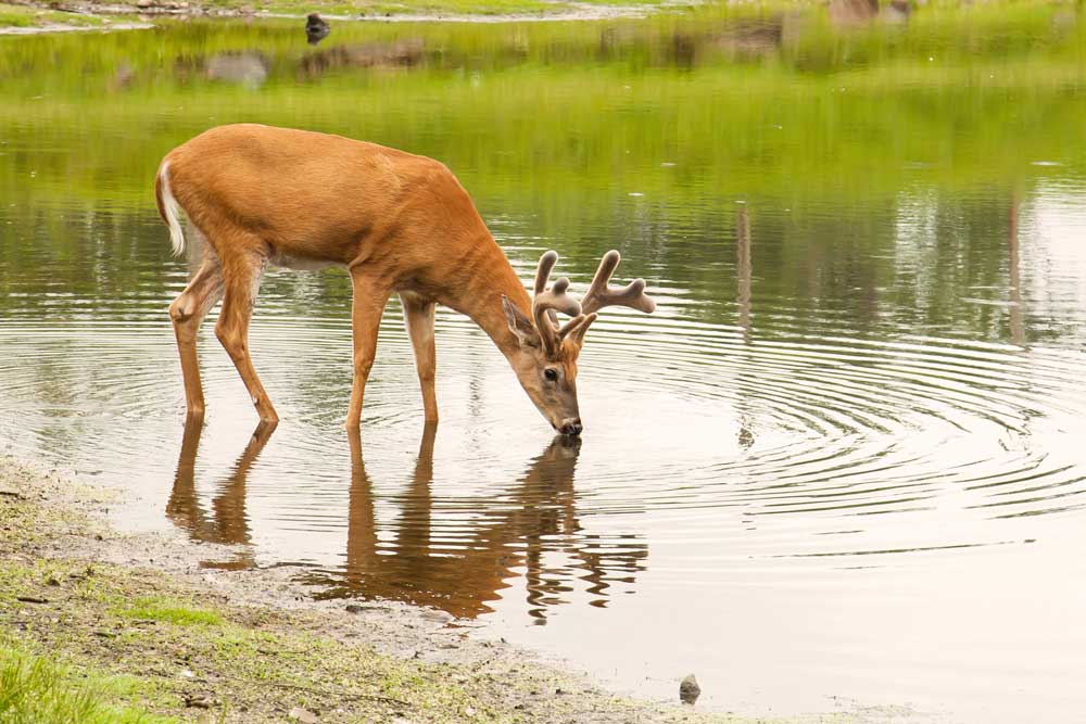 velvet buck at water source