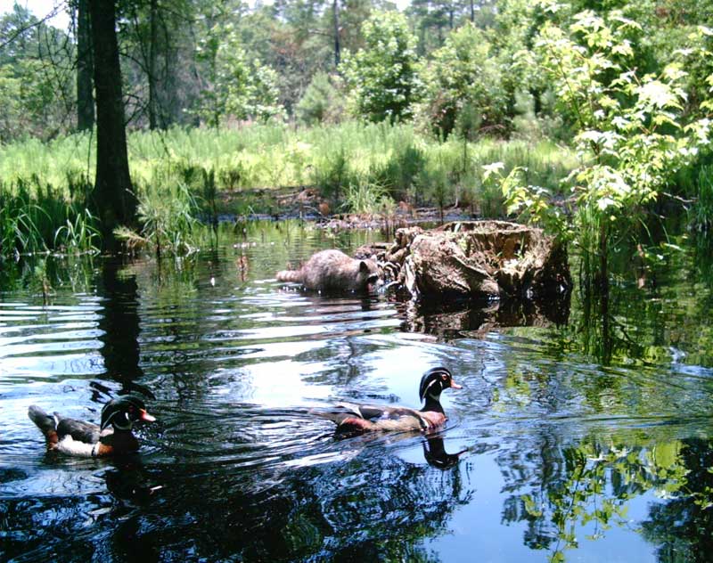 wildlife in water