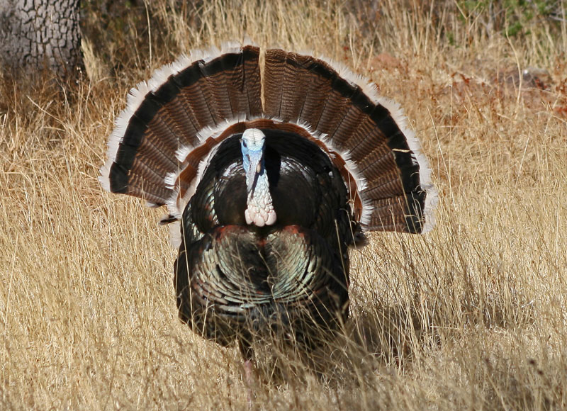 gould's wild turkey