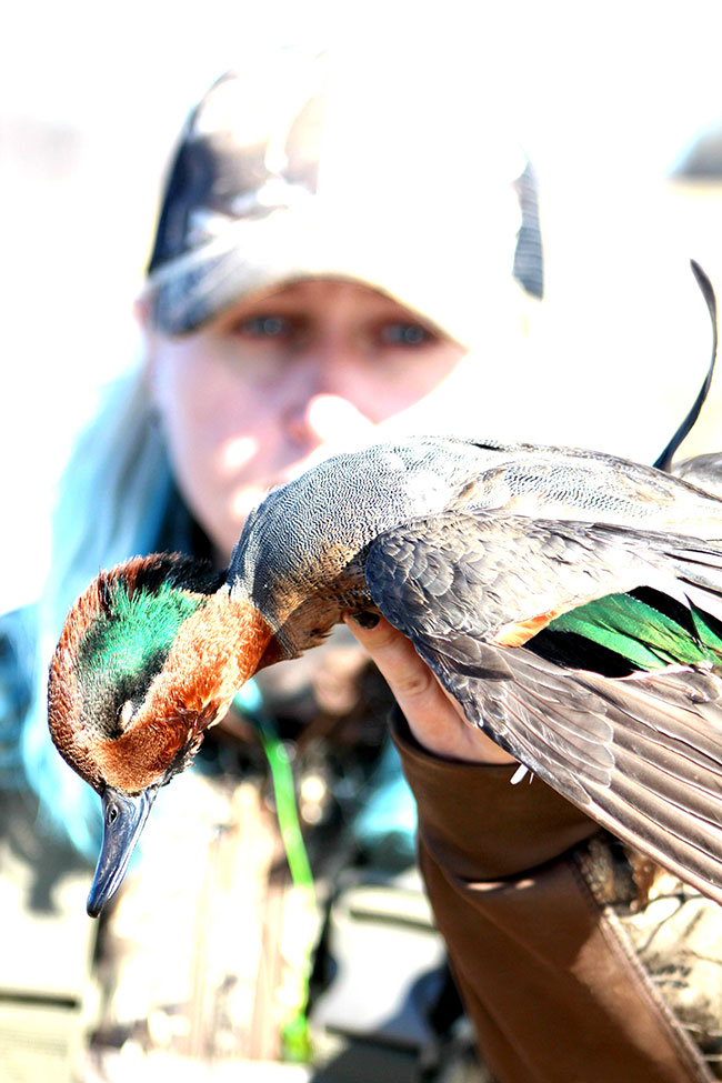 Green-Winged Teal