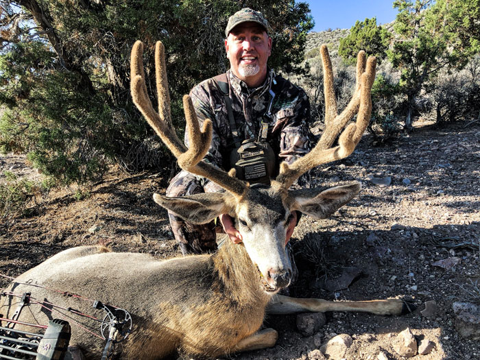 mule deer in velvet