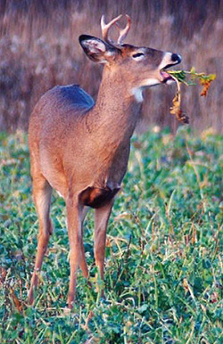 buck eating brassicas