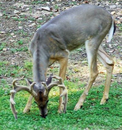 buck grazing