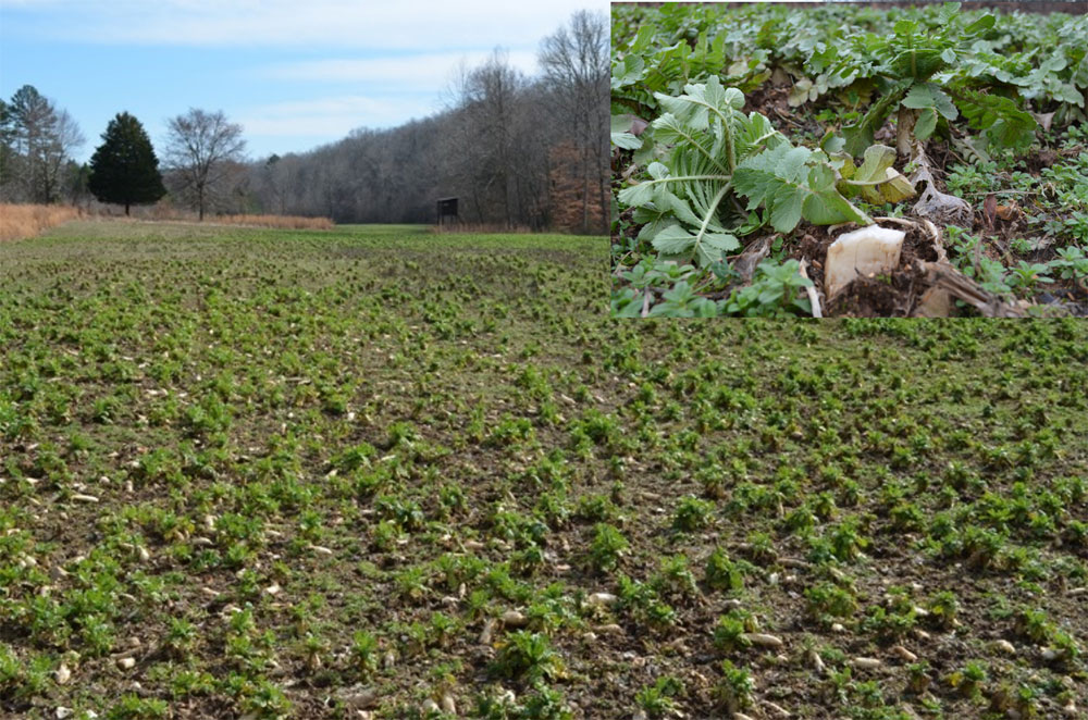 winter brassicas