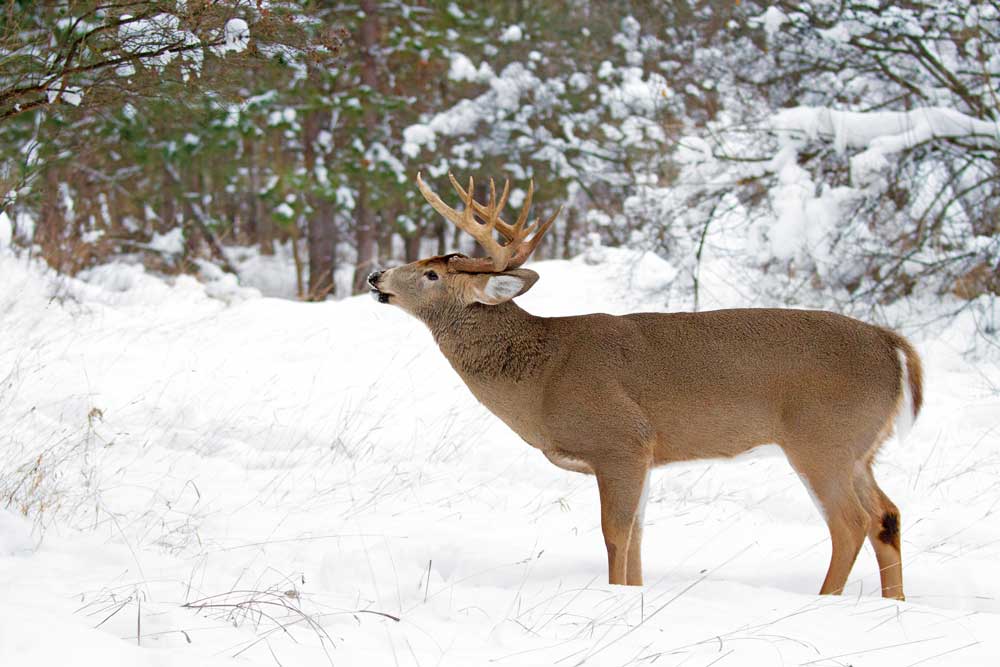 deer in snow