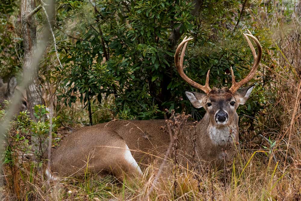 deer bedded down