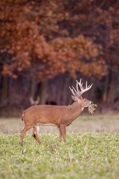 Krueger buck eating