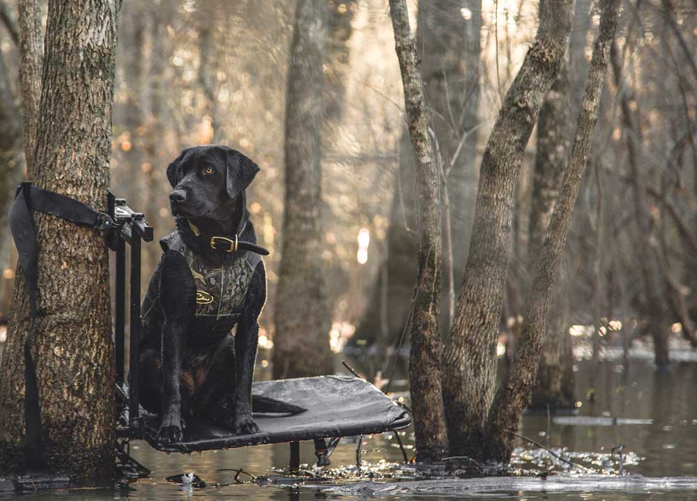 duck hunting lab on platform