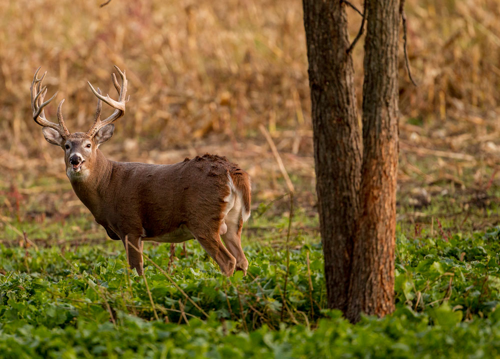 buck in food plot