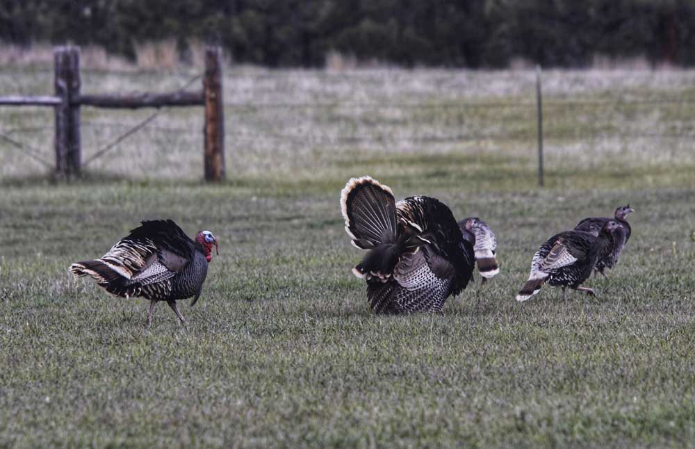 Merriam's turkeys