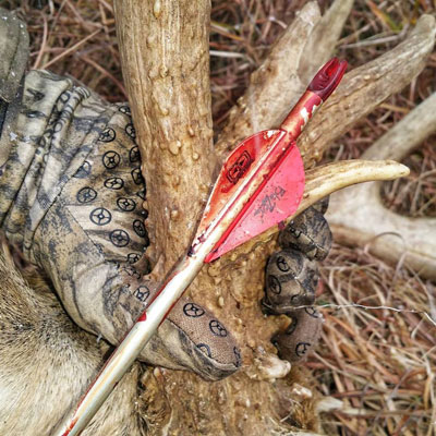 Buck antler 6-inch circumference