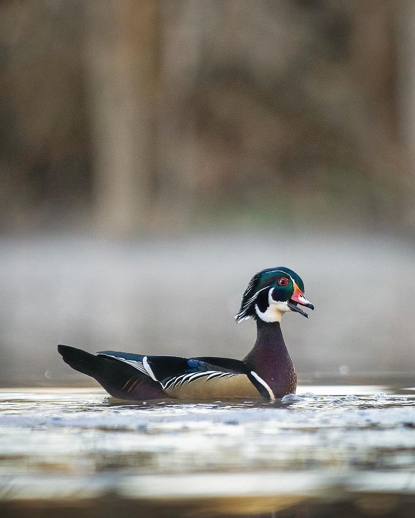 matt carey wood duck