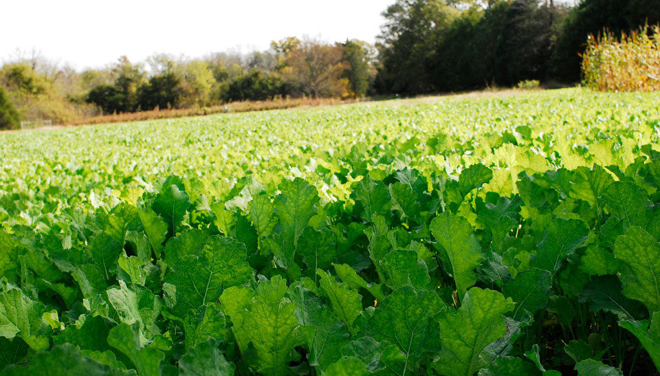 BioLogic Maximum Food Plot