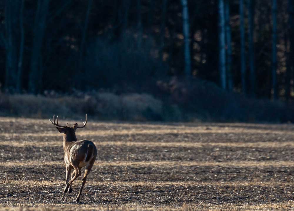 buck in field