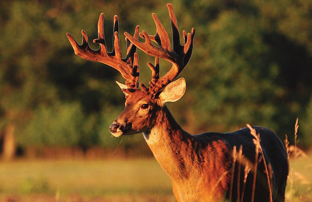 buck with big antlers