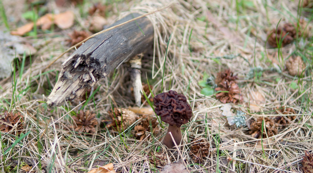 False morel mushroom