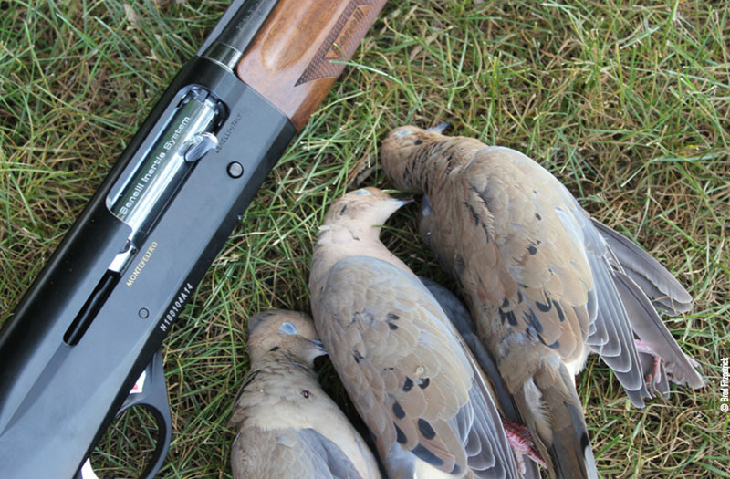 doves from hunt
