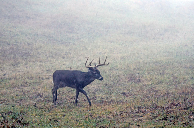 buck in fog