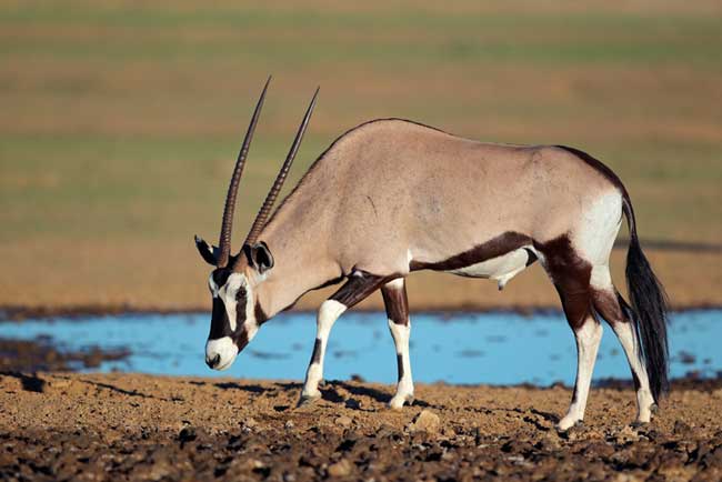 oryx