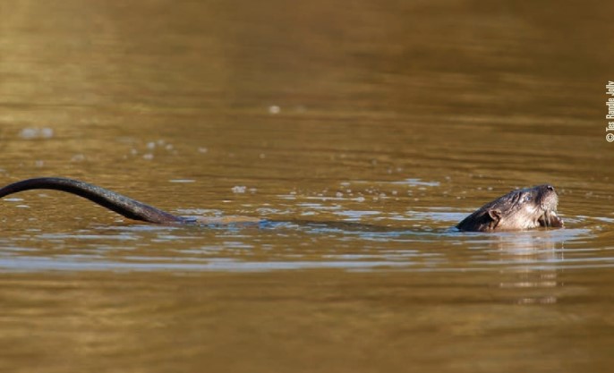 Otter swimming