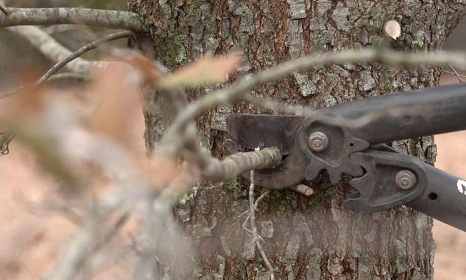 pruning a fruit tree