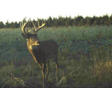 QDMA buck on camera