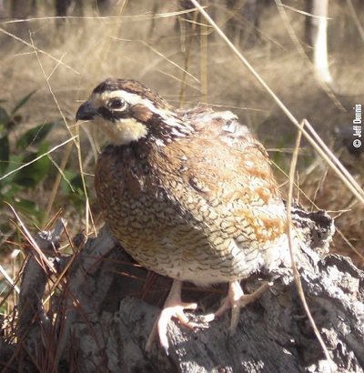 quail