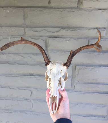 Andrew Reed's first deer skull