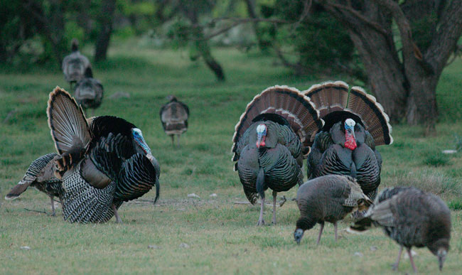 rio grande turkey